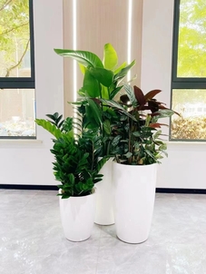 余姚植物出租,为商业场所带来生机与活力